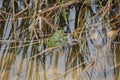 Phelophylax, a frog in a pond