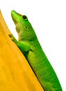 Phelsuma on bamboo