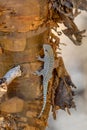 Thicktail day gecko, Phelsuma breviceps, Arboretum d`Antsokay, Madagascar