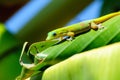 Phelsuma laticauda Royalty Free Stock Photo