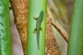 Phelsuma lineata, green endemic lizard from Andasibe NP, Madagascar. Lined day gecko, is a species of diurnal smal lizard native