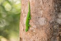 Phelsuma madagascariensis day gecko, Madagascar Royalty Free Stock Photo