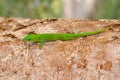 Phelsuma madagascariensis day gecko, Madagascar Royalty Free Stock Photo