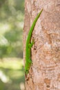 Phelsuma madagascariensis day gecko, Madagascar Royalty Free Stock Photo