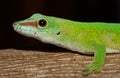 Phelsuma madagascariensis day gecko, Madagascar Royalty Free Stock Photo