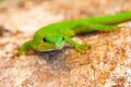 Phelsuma madagascariensis, day gecko, Madagascar wildlife Royalty Free Stock Photo