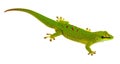 Phelsuma madagascariensis - gecko