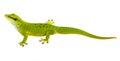 Phelsuma madagascariensis - gecko Royalty Free Stock Photo