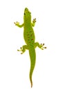 Phelsuma madagascariensis - gecko