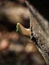 Giant Green Gecko hiding behind a tree, Kirindy forest, Morondava, Madagascar Royalty Free Stock Photo