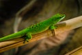 Phelsuma madagascariensis is a species of day gecko that lives in Madagascar Royalty Free Stock Photo