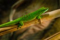 Phelsuma madagascariensis is a species of day gecko that lives in Madagascar Royalty Free Stock Photo