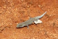 Thicktail day gecko, Phelsuma mutabilis, Miandrivazo, Madagascar wildlife