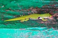 Phelsuma quadriocellata