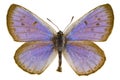 Phengaris arion (Large blue)