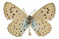 Phengaris arion (Large blue)