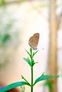 Phengaris, Butterfly, moths, Dusky large blue, Phengaris alcon.