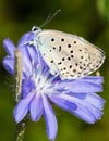 Phengaris ( Maculinea ) alcon / alcon blue butterfly Royalty Free Stock Photo