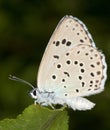 Phengaris ( Maculinea ) alcon / alcon blue butterfly Royalty Free Stock Photo