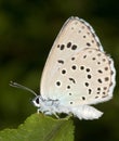 Phengaris ( Maculinea ) alcon / alcon blue butterfly