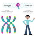 phenotype versus genotype Royalty Free Stock Photo