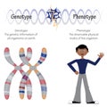 phenotype versus genotype Royalty Free Stock Photo