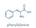 Phenylalanine L-phenylalanine, Phe, F amino acid molecule. Skeletal formula.