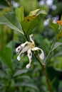 Pheromone from blooming flower attract to fruit fly Royalty Free Stock Photo