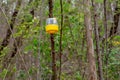 Pheromone fly trap hanging Royalty Free Stock Photo