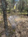 Pheromone trap in the forest. Bark beetle trap. Forest protection from pests. Royalty Free Stock Photo