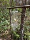 Pheromone trap in the forest. Bark beetle trap. Forest protection from pests. Royalty Free Stock Photo