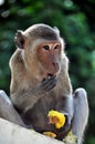 Phetchaburi, Thailand: Monkey Eating Fruit Royalty Free Stock Photo