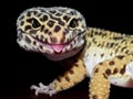 Leopard Gecko with Black and Yellow spots Close Up with Tongue Sticking Out Royalty Free Stock Photo