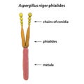 Phialide of Aspergillus niger fungi, black mold that produce aflatoxins and cause pulmonary infection aspergillosis, 3D