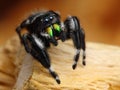 Phiddipus Audax jumping spider