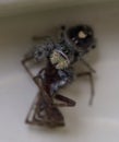 Phidippus audax