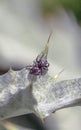 Phidippus audax,jumping spider