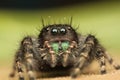 Phidippus audax Jumping Spider