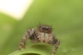 Phidippus audax Jumping Spider