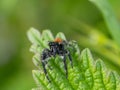 Phidippus johnsoni, the red-backed jumping spider.