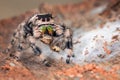 A Phidippus Regius female is eating the other small jumping spider