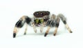 Phidippus Regius Jumping Spider