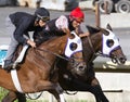 Phil Serpe Trainees Working out at Belmont Park. Royalty Free Stock Photo