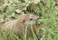 Phil the whistlepig Royalty Free Stock Photo