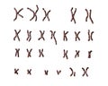 Philadelphia chromosome karyotype