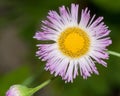 Philadelphia Fleabane (Erigeron philadelphicus) Royalty Free Stock Photo