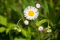 Philadelphia Fleabane - Erigeron philadelphicus