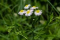 Philadelphia Fleabane, Erigeron philadelphicus of the family Asteraceae