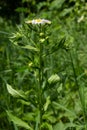 Philadelphia Fleabane, Erigeron philadelphicus of the family Asteraceae