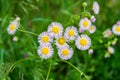 Philadelphia Fleabane, Erigeron philadelphicus